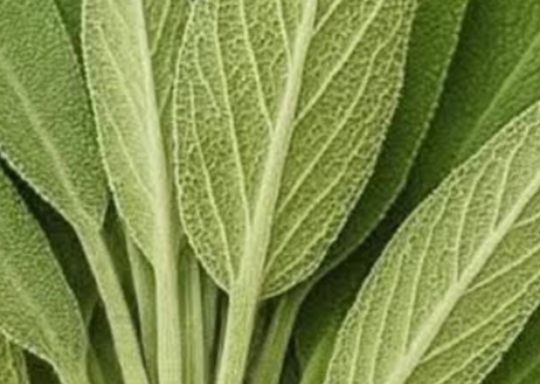 Sage: A Natural Remedy for Brain Health, Inflammation, and Joint Pain