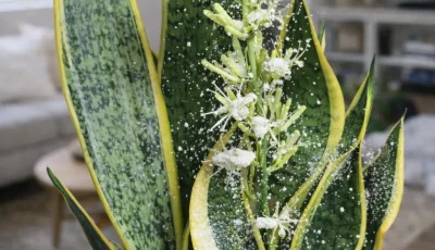 Gardeners Are Adding This Powder to Snake Plants — The Results Are Unexpected